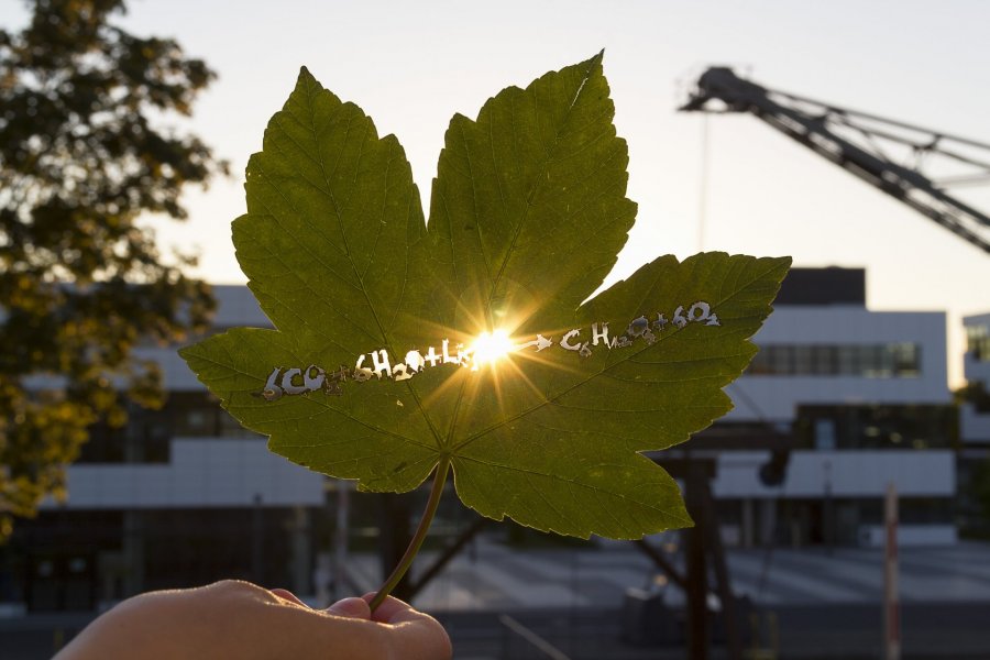 Tree leaf with engraved symbols